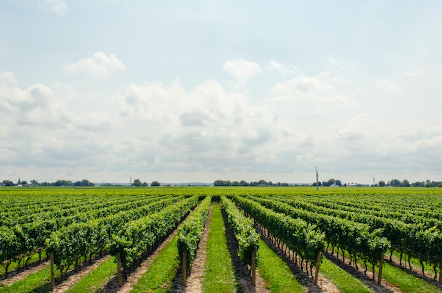 Wein aus der Pfalz