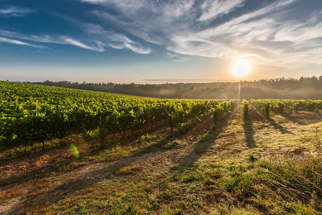 Weiß, Rot oder Rosé – die besten Weine für jeden Anlass